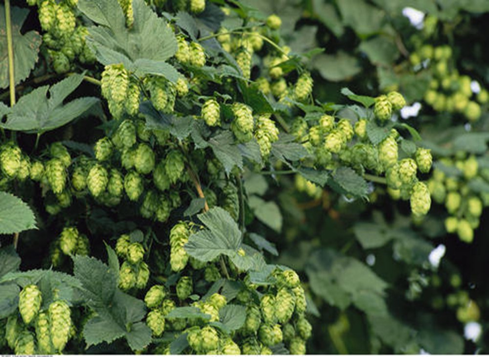 <b>4 Popular Methods of Dry-Hopping For Your Craft Beer</b>